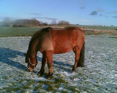 Anden særlig race Tayson<3 - Her er han så igen på mark, vinter 2007.. <3 billede 10