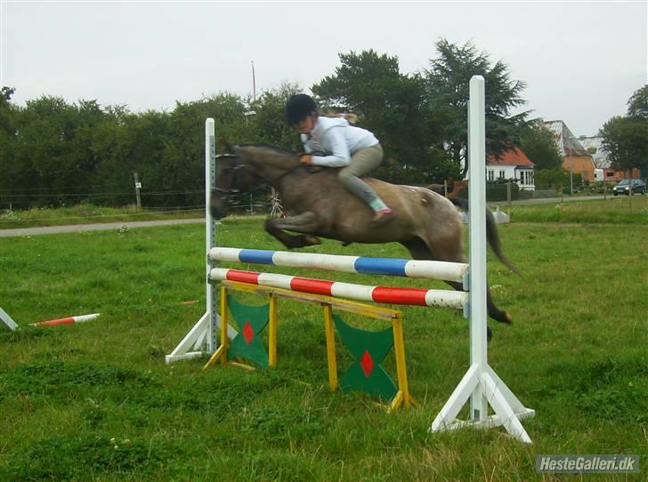 Amerikansk Pony Springer Smokey SOLGT !! - 4)   træning uden sadel billede 4