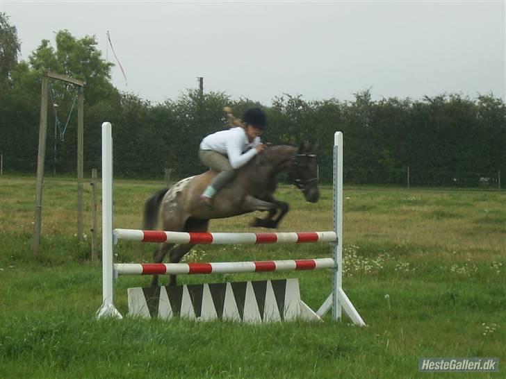 Amerikansk Pony Springer Smokey SOLGT !! - hatræning uden sadel billede 7