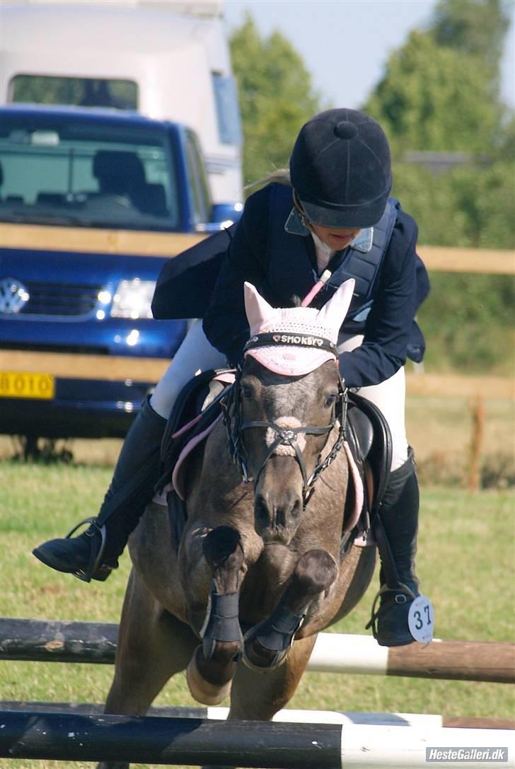 Amerikansk Pony Springer Smokey SOLGT !! - LB 1 .plads fik 2 plads på fokus i samme klasee billede 9