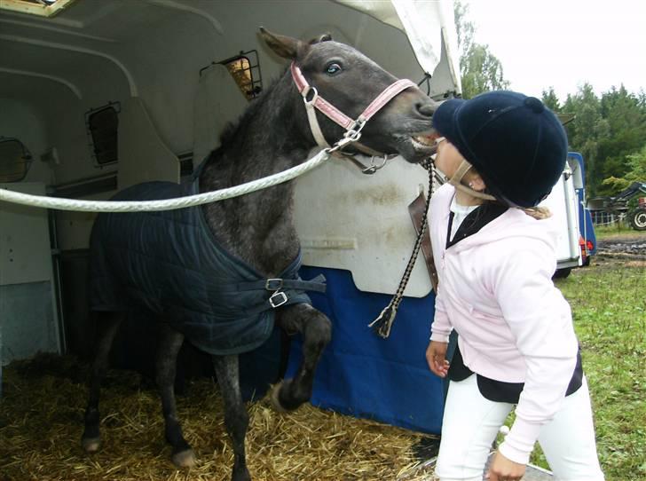 Amerikansk Pony Springer Smokey SOLGT !! - min skat<3 billede 10