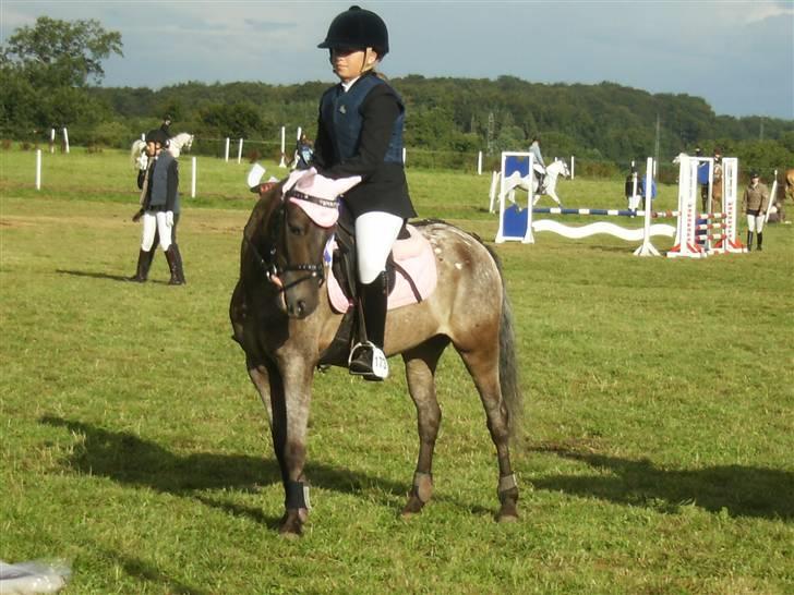 Amerikansk Pony Springer Smokey SOLGT !! - Præmieoverrækkelse i LB (2.plads) billede 11