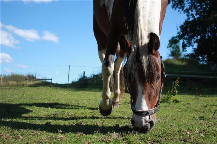 Anden særlig race Bella Luna - mit alt!<3 - 11# Hvad er du ude på? Foto: Lea Poulsen/Mig. billede 10