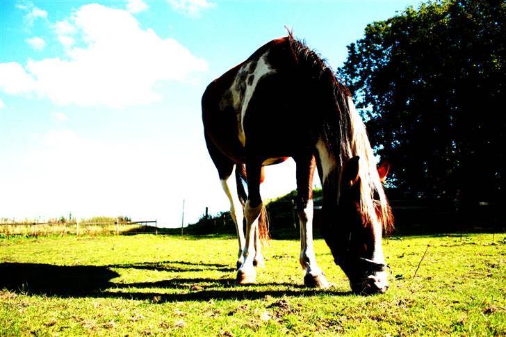 Anden særlig race Bella Luna - mit alt!<3 -  13# Sommeren er bedst!:D. Foto: Lea Poulsen/Mig. billede 11