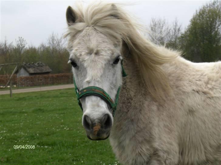Shetlænder ~Mozart~ <3 - ElskerDig<3 billede 7