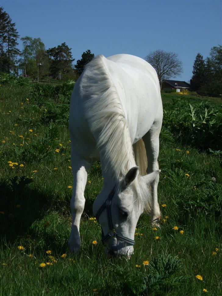 Anden særlig race Figaro (aflivet) - Første dag på græs fold ** Se venligst alle billederne igennem før i stemmer Tak : ) ** billede 1