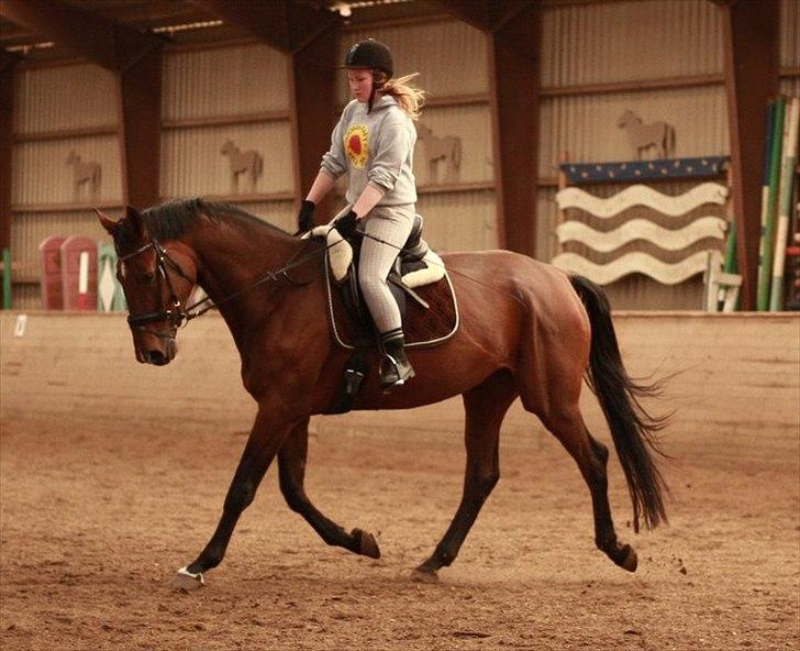 Dansk Varmblod Vesterlykkes Zinfandel - Taget af Line Schmidt, tusind tak :D billede 14