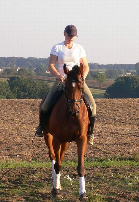 Fuldblod (XX) Fourier (DEN) xx billede 2