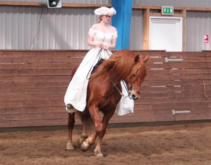 Knabstrupper Baldur Aus Der Schuetzend - Opvisning til Hingstedag i Viborg 2008 billede 20