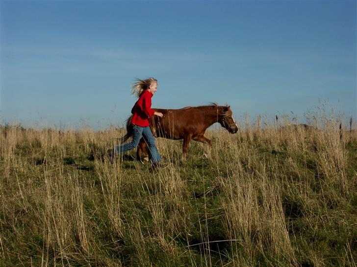 Anden særlig race Stebbi - I wanna run with you, my wild horse. Rest in peace, min lille skattebasse. :i billede 11