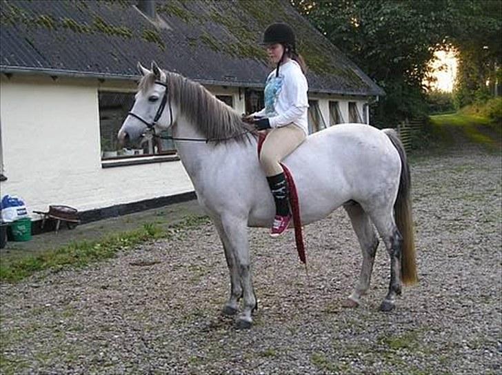 Connemara HYLDENS PRIMULA billede 37