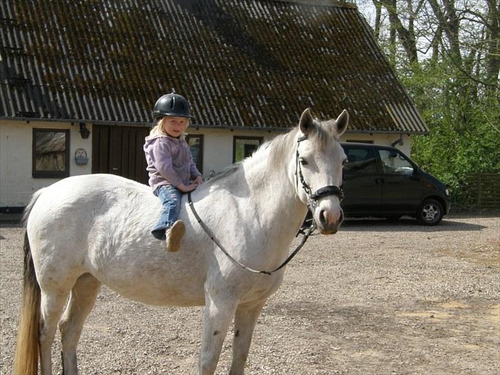 Connemara HYLDENS PRIMULA billede 38