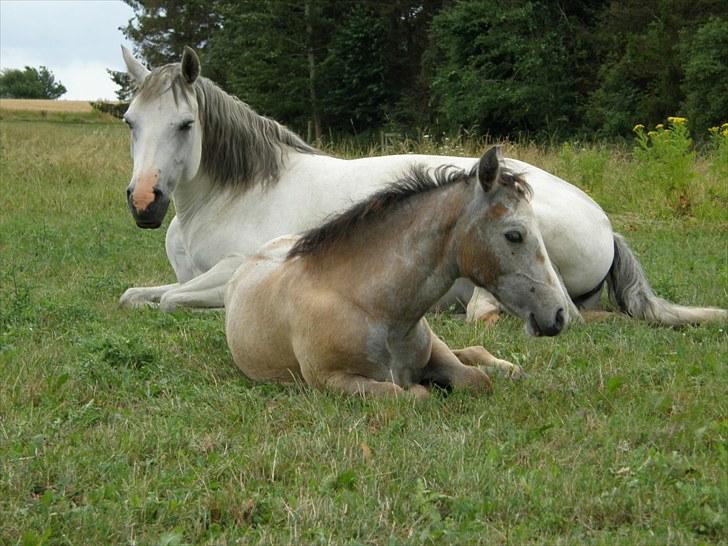 Connemara BREDEMADGÅRDS CILLA billede 20