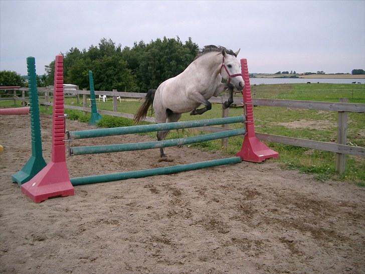 Connemara BREDEMADGÅRDS CILLA billede 21