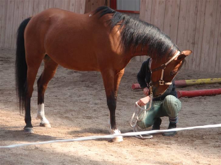 Anden særlig race Yazmin - kursus hos Louise :) billede 3