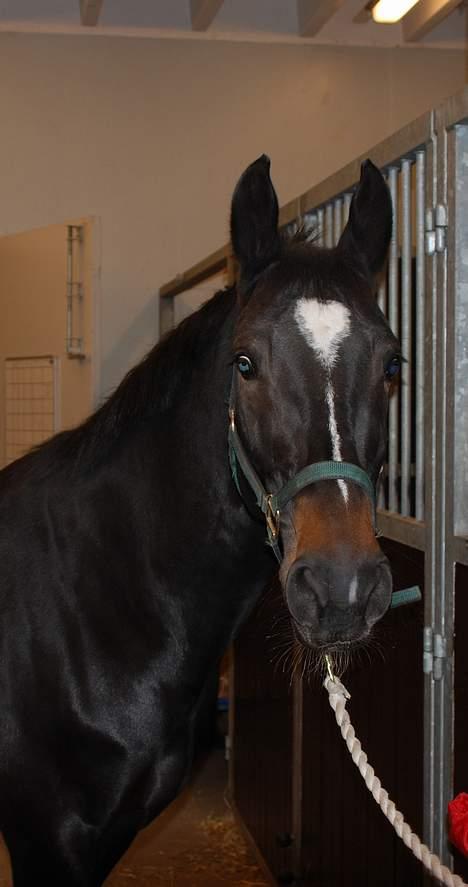 Oldenborg Salina - Salina indlagt på KVL 2006 billede 2