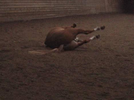 Arabisk fuldblod (OX) Fyrst Milo - Velfortjent rulletur efter en ridetur hvor han var helt oppe og køre. Taget d. 7-3-07 billede 3