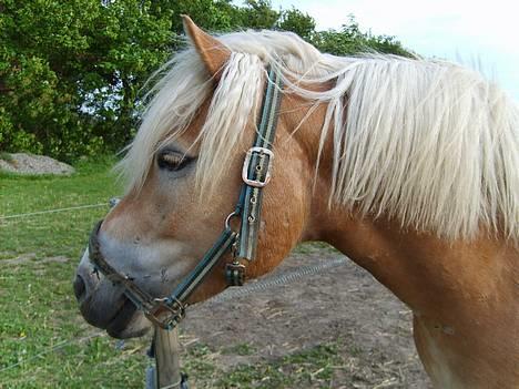 Haflinger Apache (Gumle) - Aflivet  - Gumle den lækkere steg<3 billede 2