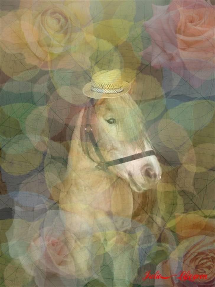 Haflinger Apache (Gumle) - Aflivet  - "nyt" Så har min dreng fået hat på ;) billede 5