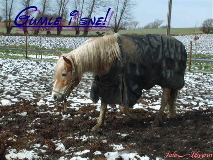 Haflinger Apache (Gumle) - Aflivet  - "nyt" Gumle på græs mark<3 billede 7