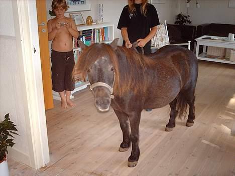 Shetlænder Tulle*SOLGT* - lille tulle var syg af kværke så vi syntes hun skulle ind og forkæles billede 3