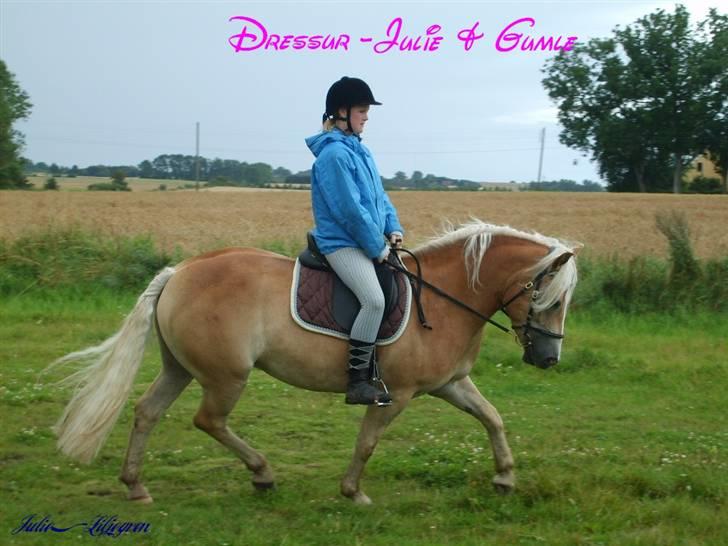 Haflinger Apache (Gumle) - Aflivet  - "nyt" Gumle og mig rider lidt dressur billede 8