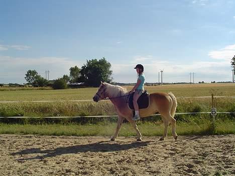 Haflinger Apache (Gumle) - Aflivet  - UFF det er VARMT men man skal jo røres<3 billede 10