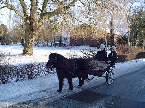 Shetlænder Tulle*SOLGT* - lige en kører tur efter nytårs aften billede 6