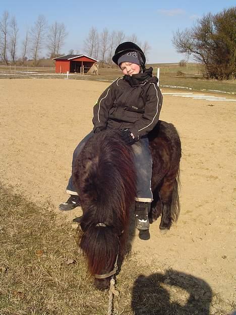 Shetlænder Tulle*SOLGT* - emil, min lille bror ude og ride lidt på tulle billede 7