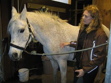 Arabisk fuldblod (OX) Zijaka billede 6