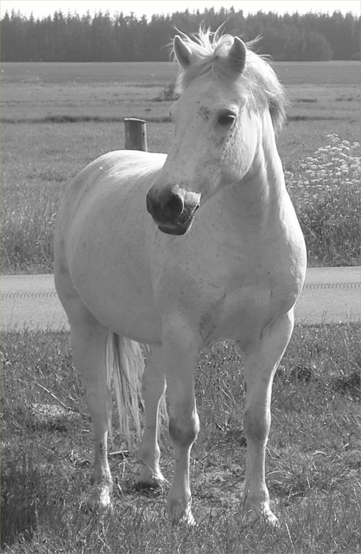 Connemara Bounty billede 13