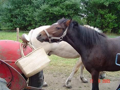 Anden særlig race Fiona*SOLGT* - uhh ? en traktor i folden spændene det må jeg undersøge? billede 2