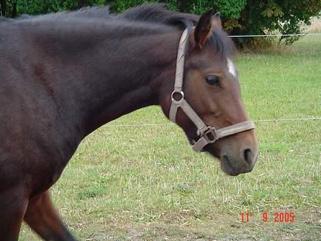 Anden særlig race Fiona*SOLGT* - Dejlig sommerdag<3 billede 3