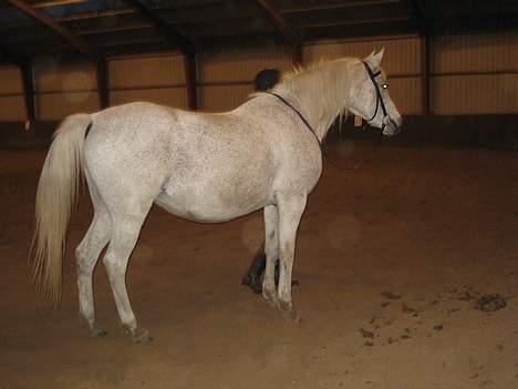 Arabisk fuldblod (OX) Zijaka billede 12