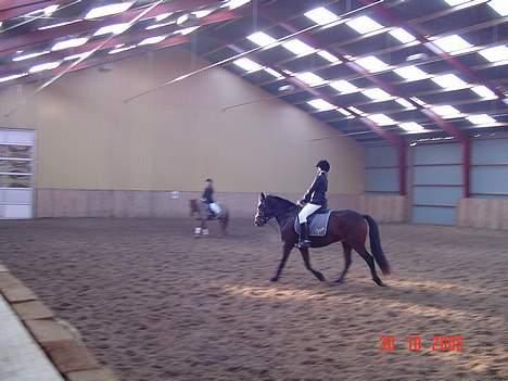 Anden særlig race Fiona*SOLGT* - ópvarming til dressur stævne billede 4