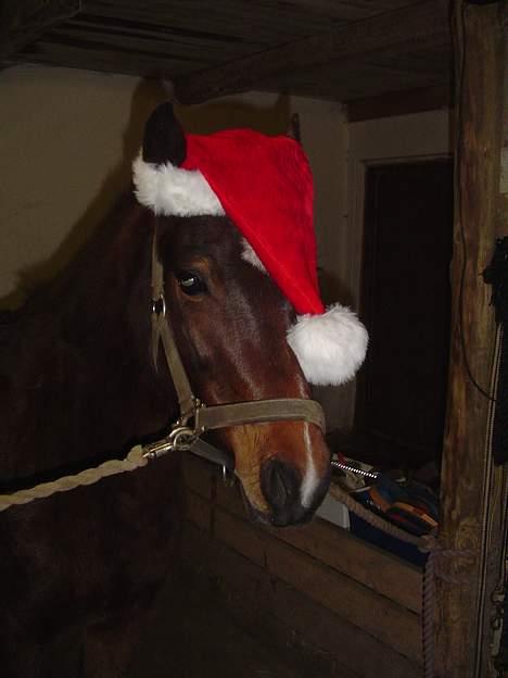 Anden særlig race Fiona*SOLGT* - jul igen billede 5