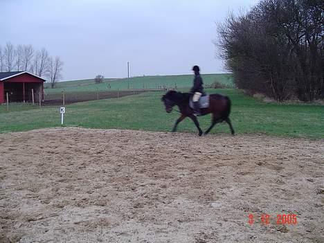 Anden særlig race Fiona*SOLGT* - lidt ridning ,, dressur måske billede 6