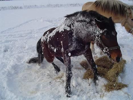 Anden særlig race Fiona*SOLGT* - Snerul?<3 billede 7