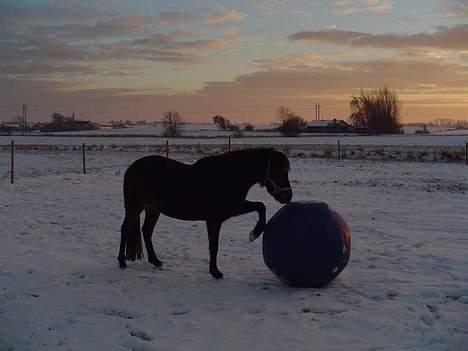 Anden særlig race Fiona*SOLGT* - Jeg elsker at spille fodbold det er så hyggeligt <3  billede 9