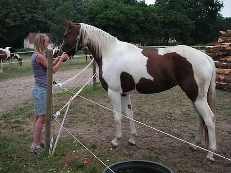 Pinto Padega billede 1