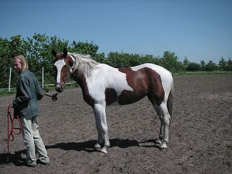 Pinto Padega billede 2