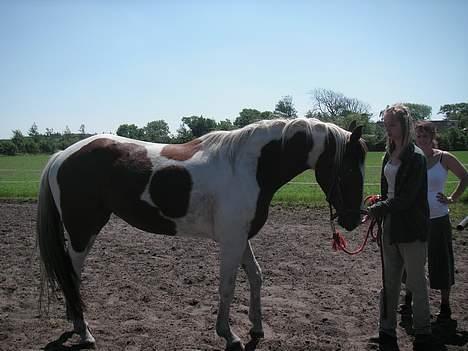 Pinto Padega billede 3