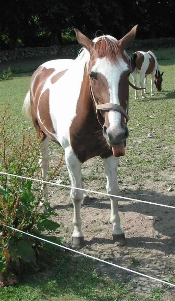 Pinto Padega billede 4