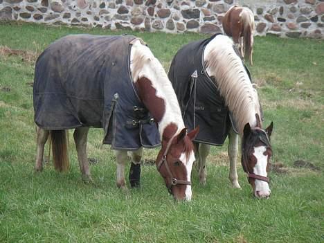 Pinto Padega - den til venstre billede 5