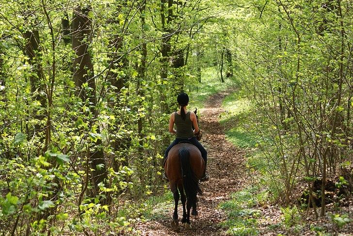 Fuldblod (XX) Amiga billede 1