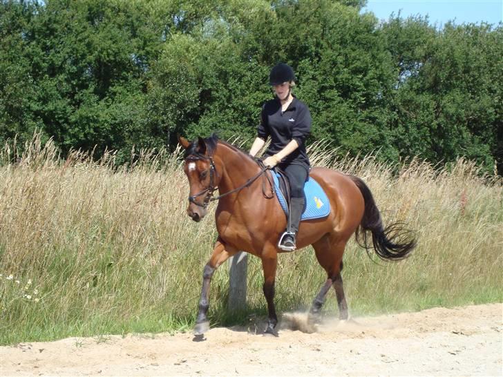 Fuldblod (XX) Amiga billede 2