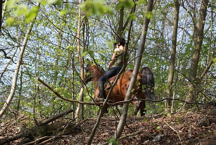 Fuldblod (XX) Amiga billede 3