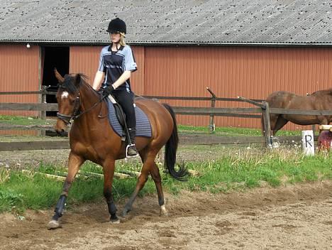 Fuldblod (XX) Amiga billede 4