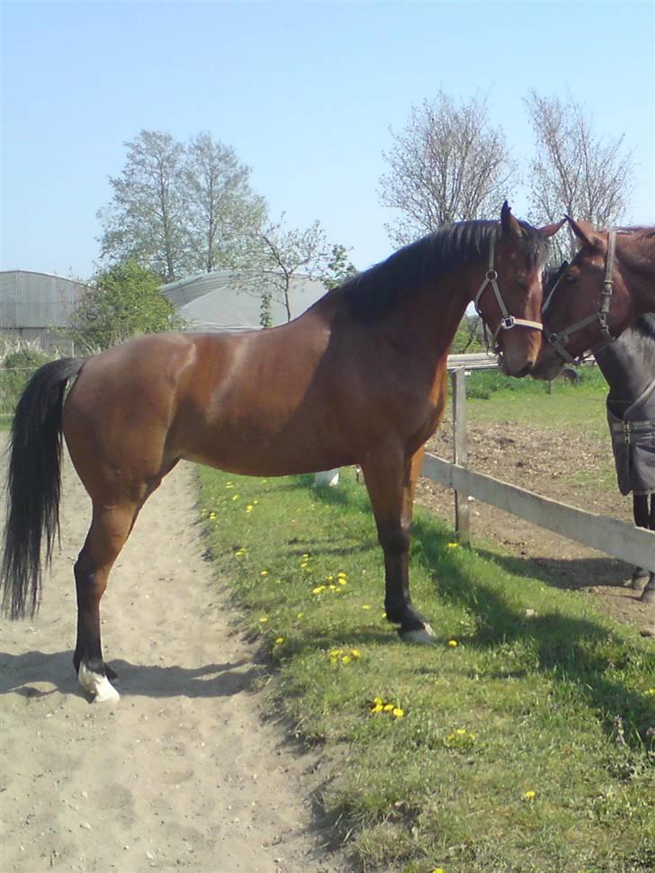 Fuldblod (XX) Amiga billede 5