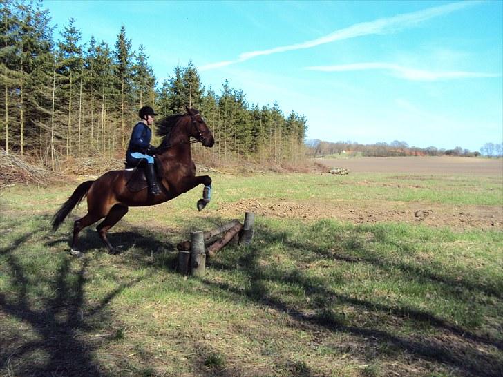 Fuldblod (XX) Amiga billede 6